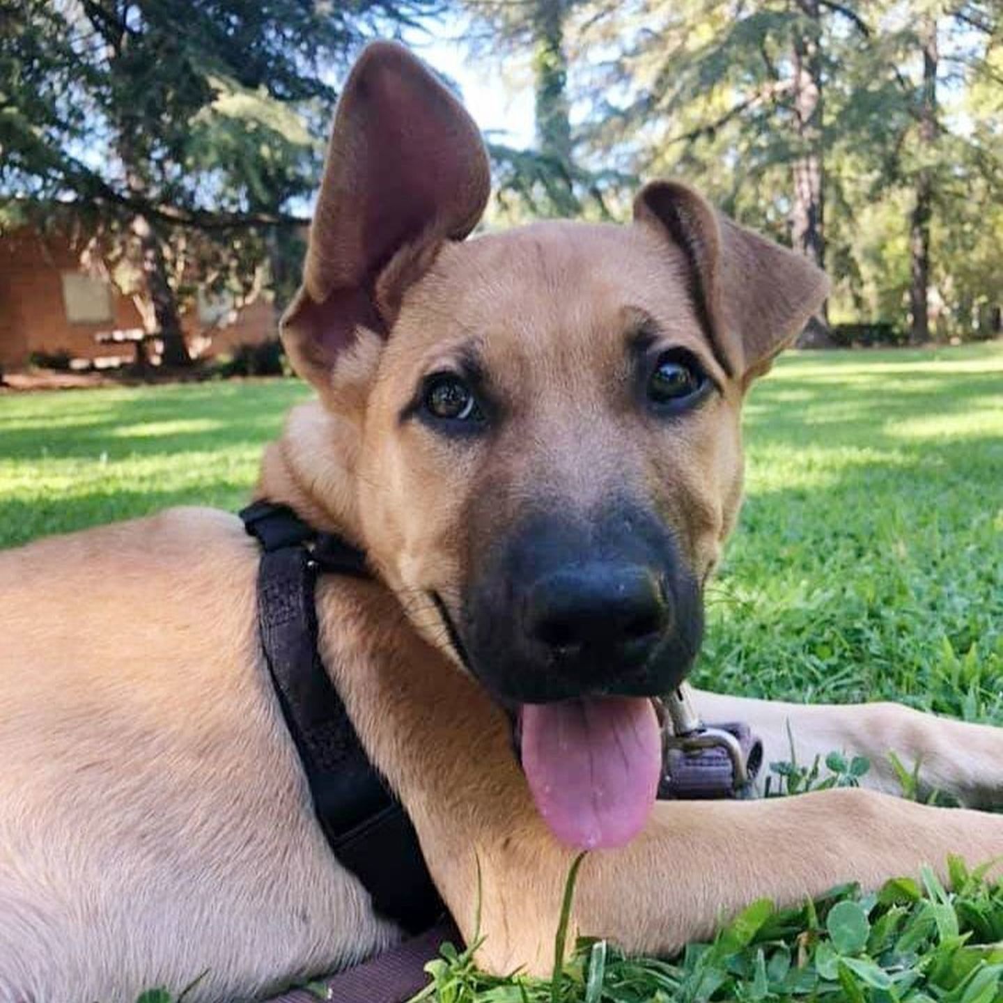 Adopt a Pet | Herschel